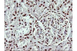 Image no. 8 for anti-THUMP Domain Containing 1 (THUMPD1) antibody (ABIN1501384) (THUMPD1 Antikörper)