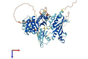 IGF2BP2 Protein (AA 1-599) (His tag)