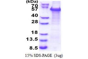 WWTR1 Protein (AA 1-400) (His tag)