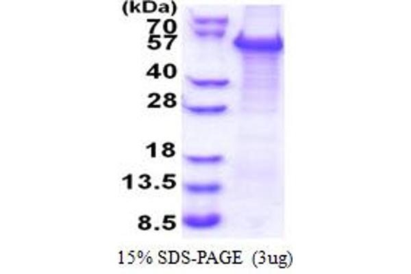 WWTR1 Protein (AA 1-400) (His tag)