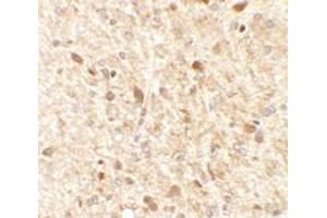 Immunohistochemical analysis of MS4A6A in rat brain tissue with MS4A6A polyclonal antibody  at 2. (MS4A6A Antikörper  (N-Term))