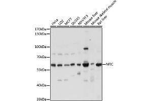 Western blot analysis of extracts of various cell lines, using NFIC antibody (ABIN7268974) at 1:1000 dilution. (NFIC Antikörper  (AA 1-220))