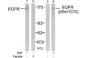 Western blot analysis of the extracts from SK-OV3 cells untreated or treated with EGF using EGFR(Ab-1070) Antibody and EGFR(Phospho-Ser1070) Antibody. (EGFR Antikörper  (pSer1070))