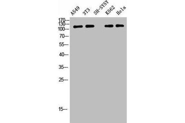 TENC1 Antikörper  (pTyr483)