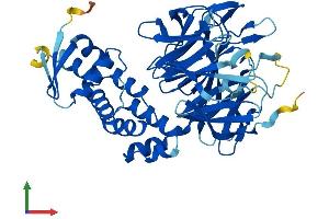Protein Structure (PS) image for Kelch Repeat and BTB (POZ) Domain Containing 13 (KBTBD13) (AA 1-458) protein (His tag) (ABIN7559192)