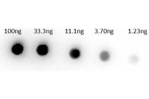 Dot Bot of Rabbit Anti-Sheep IgG Biotin Conjugated Antibody Min X human serums. (Kaninchen anti-Schaf IgG (Heavy & Light Chain) Antikörper (Biotin) - Preadsorbed)