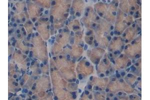 Immunohistochemistry (IHC) image for anti-Fibulin 1 (FBLN1) (AA 127-243) antibody (ABIN7440179)