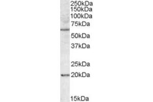 Image no. 1 for anti-BCL2-Associated Athanogene 4 (BAG4) (Internal Region) antibody (ABIN375054) (BAG4 Antikörper  (Internal Region))
