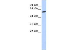Western Blotting (WB) image for anti-Zinc Finger Protein 454 (ZNF454) antibody (ABIN2458230) (ZNF454 Antikörper)