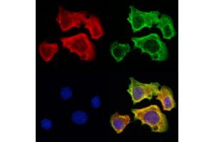 ABIN6262671 and ABIN6273002 staining Hela cells by IF/ICC. (ISCU Antikörper  (Internal Region))