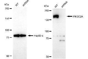 Western blotting analysis using PIK3C2A antibody (ABIN7799818).