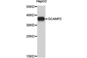 Western blot analysis of extracts of HepG2 cells, using SCAMP2 antibody (ABIN1875873). (SCAMP2 Antikörper)