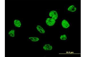 Immunofluorescence of purified MaxPab antibody to CIP29 on HeLa cell.