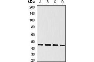 Western blot analysis of BMP15 expression in OVCAR3 (A), mouse kidney (B), mouse liver (C), rat brain (D) whole cell lysates. (BMP15 Antikörper)
