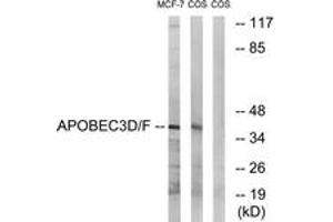 Western blot analysis of extracts from COS7/MCF-7 cells, using APOBEC3D/F Antibody. (APOBEC3D/F (AA 232-281) Antikörper)
