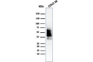 Western Blot Analysis of COLO-38 cell lysate using SOX10-Monospecific Recombinant Rabbit Monoclonal Antibody (SOX10/2311R). (Rekombinanter SOX10 Antikörper  (AA 115-269))