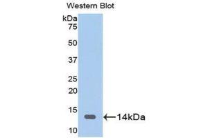Western Blotting (WB) image for anti-Fatty Acid Binding Protein 3, Muscle and Heart (FABP3) (AA 1-133) antibody (ABIN1078017) (FABP3 Antikörper  (AA 1-133))
