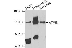 Western blot analysis of extracts of various cell lines, using ATMIN antibody (ABIN5974374) at 1/1000 dilution. (ATM Interactor Antikörper)