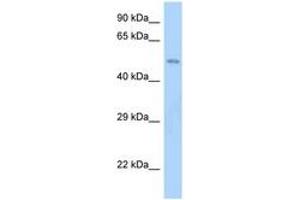 Image no. 1 for anti-Schwannomin Interacting Protein 1 (SCHIP1) (AA 80-129) antibody (ABIN6748151) (SCHIP1 Antikörper  (AA 80-129))