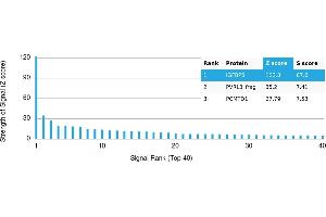 Protein Array (PAr) image for anti-Insulin-Like Growth Factor Binding Protein 6 (IGFBP6) antibody (ABIN7456008) (IGFBP6 Antikörper)