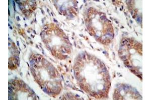 Immunohistochemistry (IHC) image for anti-Cholecystokinin (CCK) (AA 26-33), (non-sulfated) antibody (ABIN2873213)