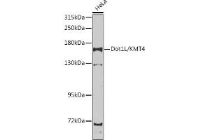 Western blot analysis of extracts of HeLa cells, using Dot1L/KMT4 antibody (ABIN6130312, ABIN6139776, ABIN6139780 and ABIN6223536) at 1:1000 dilution. (DOT1L Antikörper  (AA 250-500))