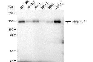 Western blotting analysis using Integrin alpha 5 antibody (ABIN7799077). (Rekombinanter ITGA5 Antikörper)
