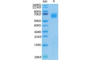 Human CEACAM-8 on Tris-Bis PAGE under reduced condition. (CEACAM8 Protein (AA 35-319) (His tag))