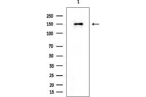 Western blot analysis of lysates from HUVEC cells, using MYPT1 Mouse Monoclonal Antibody at 1/1000 dilution.