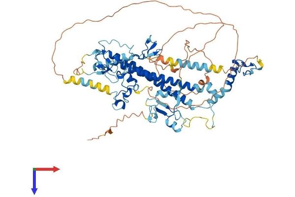 CXXC1 Protein (AA 1-660) (His tag)