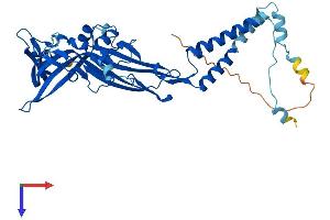 P2RX3 Protein (AA 1-397) (His tag)