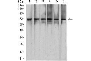 Western Blotting (WB) image for anti-RAD21 Homolog (RAD21) (AA 287-403) antibody (ABIN5542652)