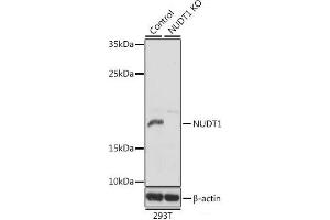 Western blot analysis of extracts from normal (control) and NUDT1 knockout (KO) 293T cells using NUDT1 Polyclonal Antibody at dilution of 1:1000.