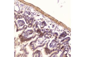 IHC testing of FFPE mouse small intestine with Ribonuclease 3 antibody at 2ug/ml.
