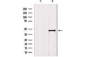 Western blot analysis of extracts from HepG2, using ADRM1 antibody.