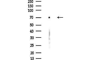 anti-cAMP-Regulated phosphoprotein, 21kDa (ARPP21) (Internal Region) antibody