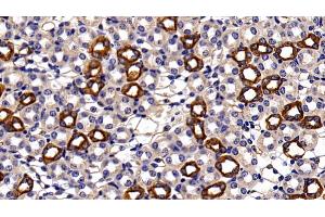 Detection of CK18 in Mouse Kidney Tissue using Polyclonal Antibody to Cytokeratin 18 (CK18) (Cytokeratin 18 Antikörper  (AA 1-423))