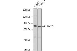 Western Blotting (WB) image for anti-Runt-Related Transcription Factor 1, Translocated To, 1 (Cyclin D-Related) (RUNX1T1) (AA 100-390) antibody (ABIN6147312)