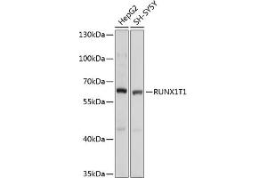 Western blot analysis of extracts of various cell lines, using RUNX1T1 antibody  at 1:1000 dilution. (RUNX1T1 Antikörper  (AA 100-390))