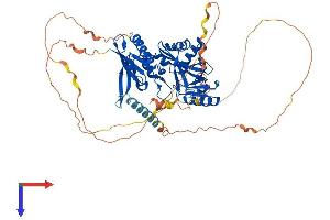 SYN2 Protein (AA 1-586) (His tag)