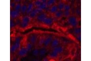 Immunofluorescence (IF) image for anti-Fucosyltransferase 4 (Alpha (1,3) Fucosyltransferase, Myeloid-Specific) (FUT4) antibody (ABIN7250230)