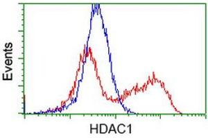 HEK293T cells transfected with either RC201745 overexpress plasmid (Red) or empty vector control plasmid (Blue) were immunostained by anti-HDAC1 antibody (ABIN2454014), and then analyzed by flow cytometry. (HDAC1 Antikörper)