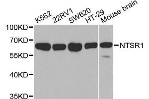 Western blot analysis of extracts of various cell lines, using NTSR1 antibody. (NTSR1 Antikörper)