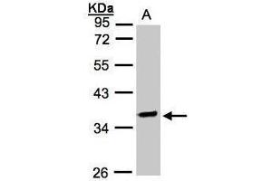 WB Image Sample(30 ug whole cell lysate) A:Raji , 10% SDS PAGE antibody diluted at 1:2000 (OSGEP Antikörper)