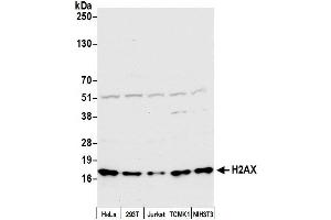 Western Blotting (WB) image for anti-H2A Histone Family, Member X (H2AFX) (C-Term) antibody (ABIN7449536)