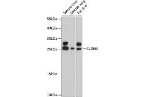 Western blot analysis of extracts of various cell lines, using CLDN3 antibody (ABIN6127704, ABIN6138688, ABIN6138689 and ABIN6215342) at 1:3000 dilution. (Claudin 3 Antikörper  (AA 141-220))