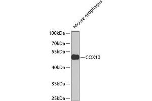 Western blot analysis of extracts of mouse esophagus, using COX10 Antibody (ABIN6133361, ABIN6138907, ABIN6138908 and ABIN6223449) at 1:1000 dilution.