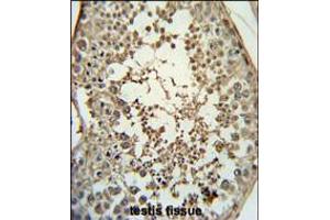 PMCH Antibody immunohistochemistry analysis in formalin fixed and paraffin embedded human testis tissue followed by peroxidase conjugation of the secondary antibody and DAB staining. (PMCH Antikörper  (AA 94-122))