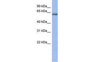 Image no. 1 for anti-gamma-aminobutyric Acid (GABA) A Receptor, epsilon (GABRE) (AA 35-84) antibody (ABIN6742547)