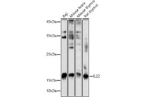 Western blot analysis of extracts of various cell lines, using IL22 antibody (ABIN6128134, ABIN6142363, ABIN6142364 and ABIN6221808) at 1:1000 dilution. (IL-22 Antikörper  (AA 34-179))